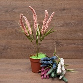 ����� ������� 5����� 45��. 5�����