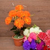 Цветы Хризантема 7гол. 50см. 7видов Цветы Хризантема 7гол. 50см. 7видов