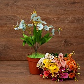 ����� ������� ������ 5����� 38��.