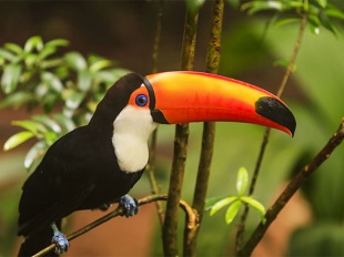 ��������� �� �������-����� � �������� "�����" 22*30��.