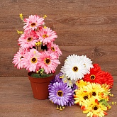 ����� ������� 7���. 35��. 5�����