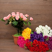 ����� ���� 18���. 50��.