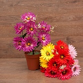 ����� ������� 7���. 38��. 5�����