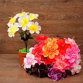 ����� ������ 6���. 36��.